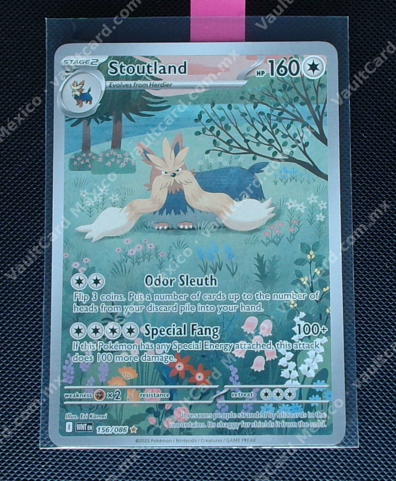 Stoutland 156/086 - (WHT) Inglés - Illustration Rare