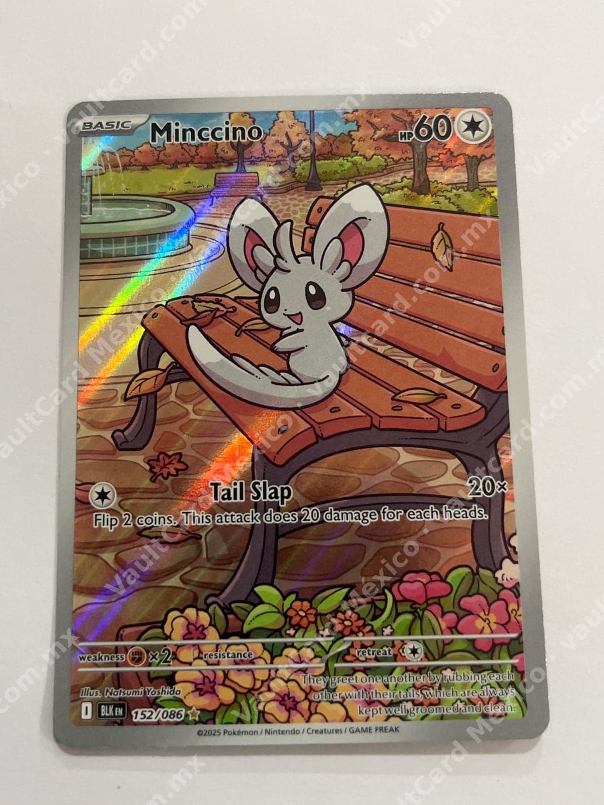 Minccino 152/086 - (BLK) Inglés - Illustration Rare