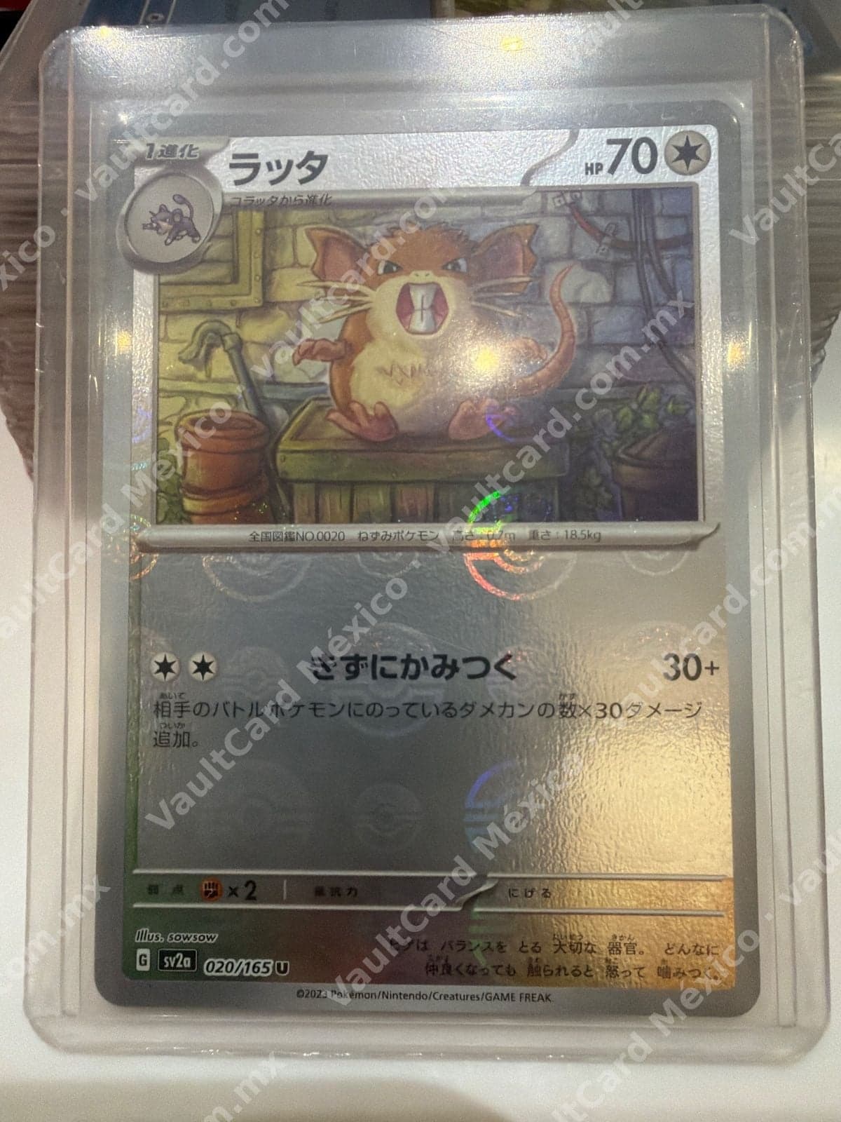 Raticate (ラッタ) 020/165 - Pokémon 151 (sv2a) Japonés