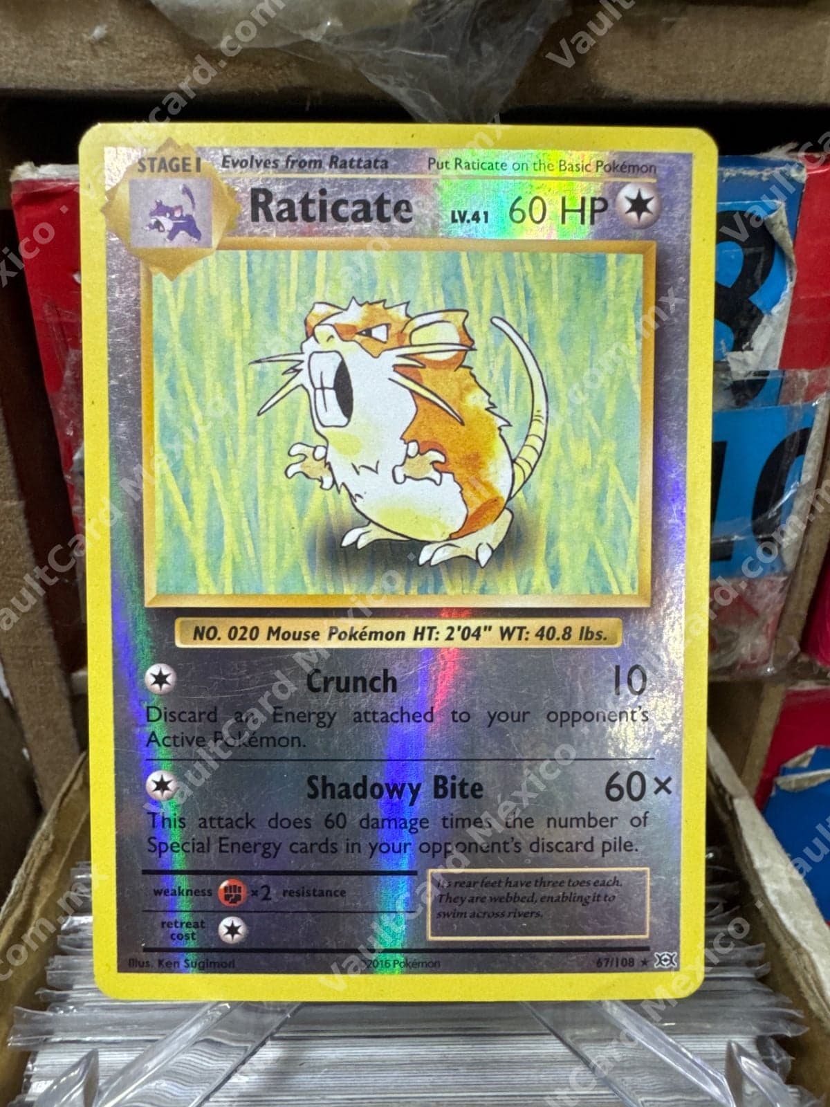 Raticate 67/108 - XY Evolutions Inglés Reverse Holo